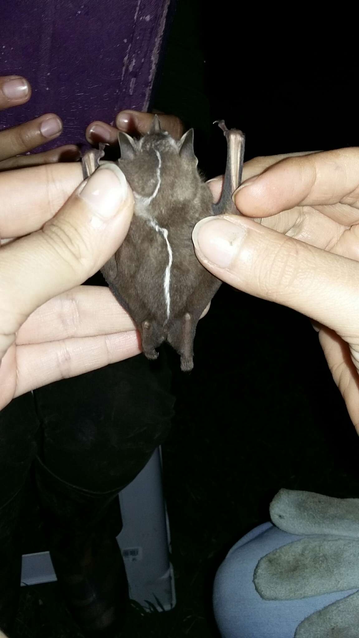 Image of Heller's Broad-nosed Bat