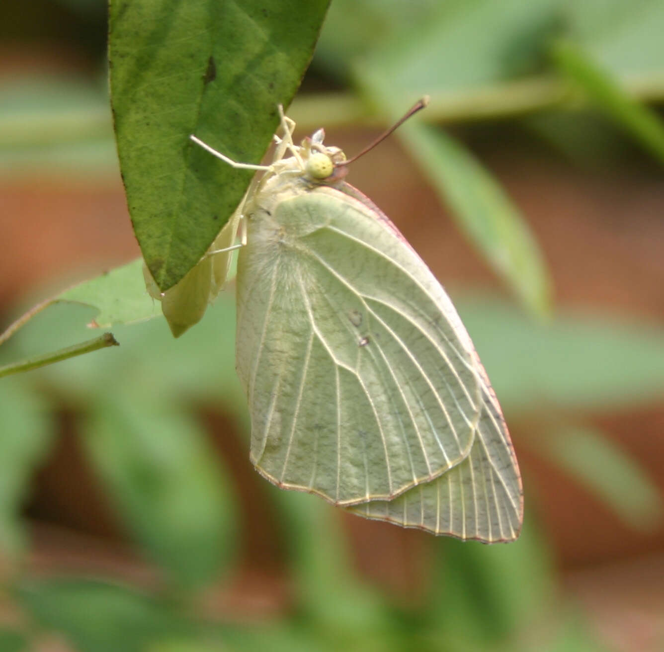 Image of Catopsilia pyranthe (Linnaeus 1758)