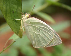 Image of Catopsilia pyranthe (Linnaeus 1758)