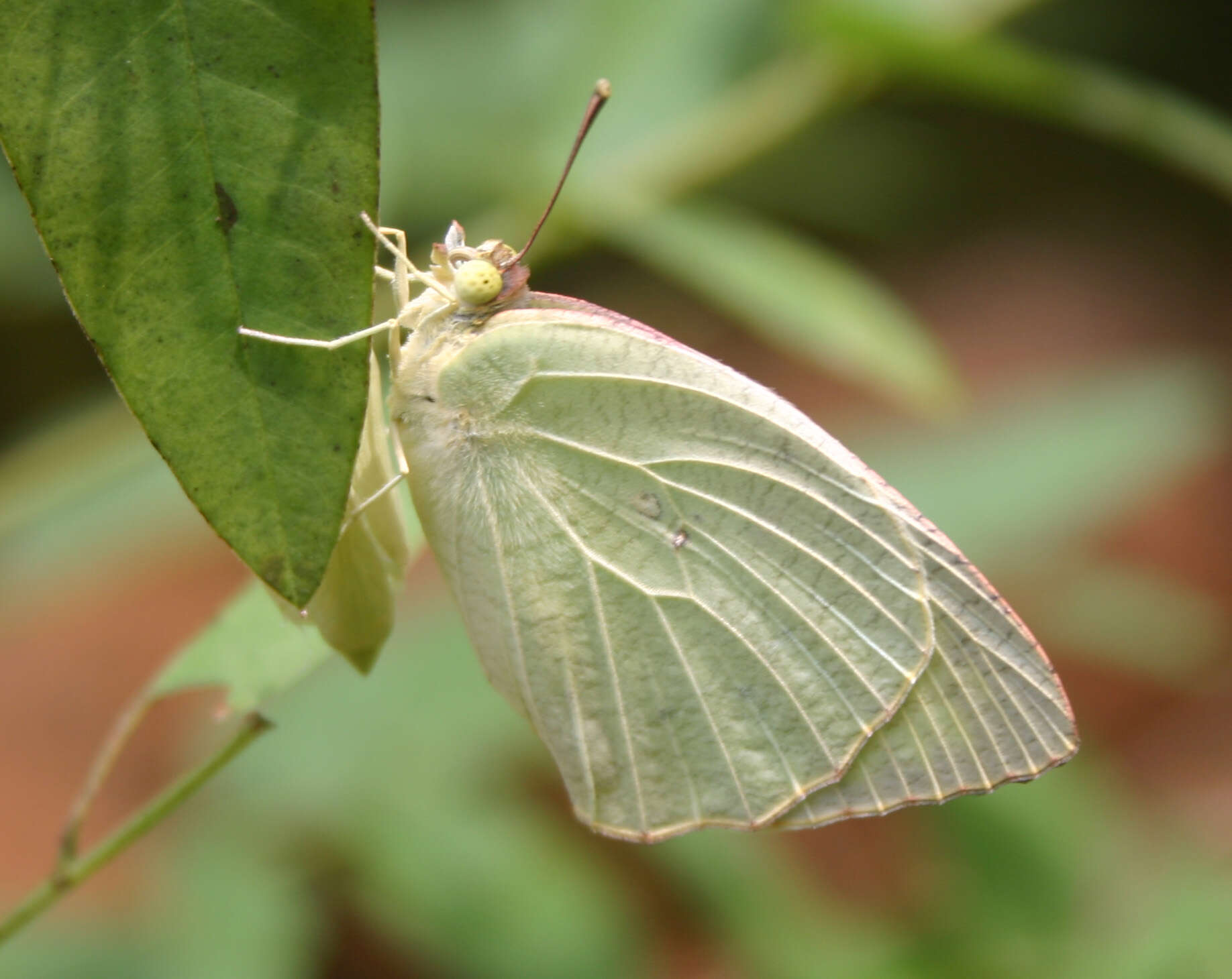 Image of Catopsilia pyranthe (Linnaeus 1758)