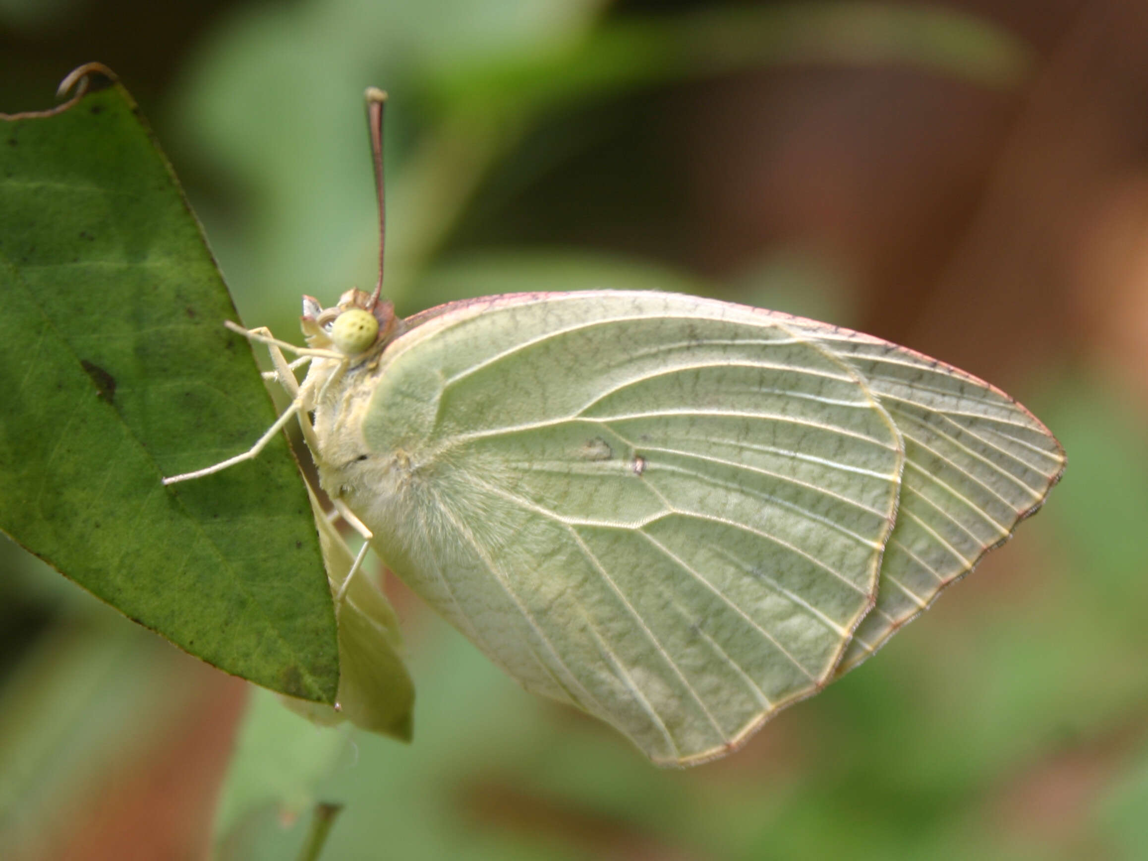 Image of Catopsilia pyranthe (Linnaeus 1758)