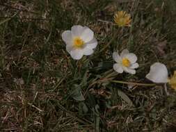 صورة Ranunculus amplexicaulis L.