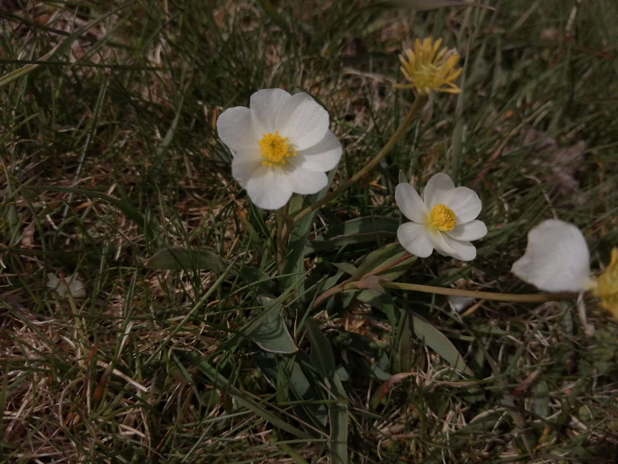 صورة Ranunculus amplexicaulis L.