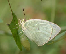 Image of Catopsilia pyranthe (Linnaeus 1758)