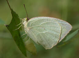 Image of Catopsilia pyranthe (Linnaeus 1758)