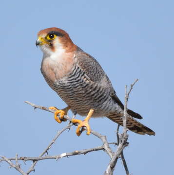 Image of Red-headed Falcon