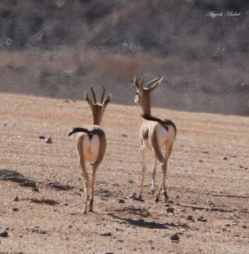 Image of Dorcas Gazelle