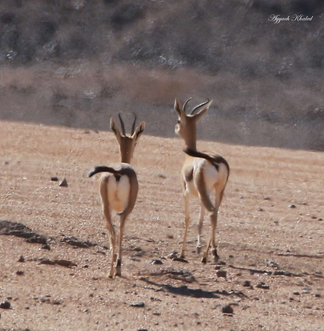 Image of Dorcas Gazelle