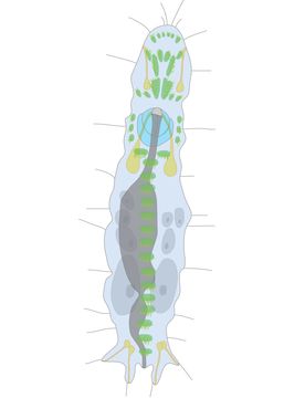 Image of Diurodrilus
