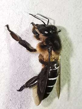 Image of Apis dorsata breviligula (Maa 1953)