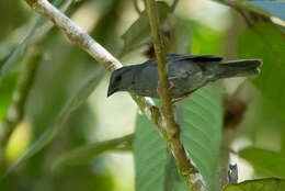 Image of Uniform Finch