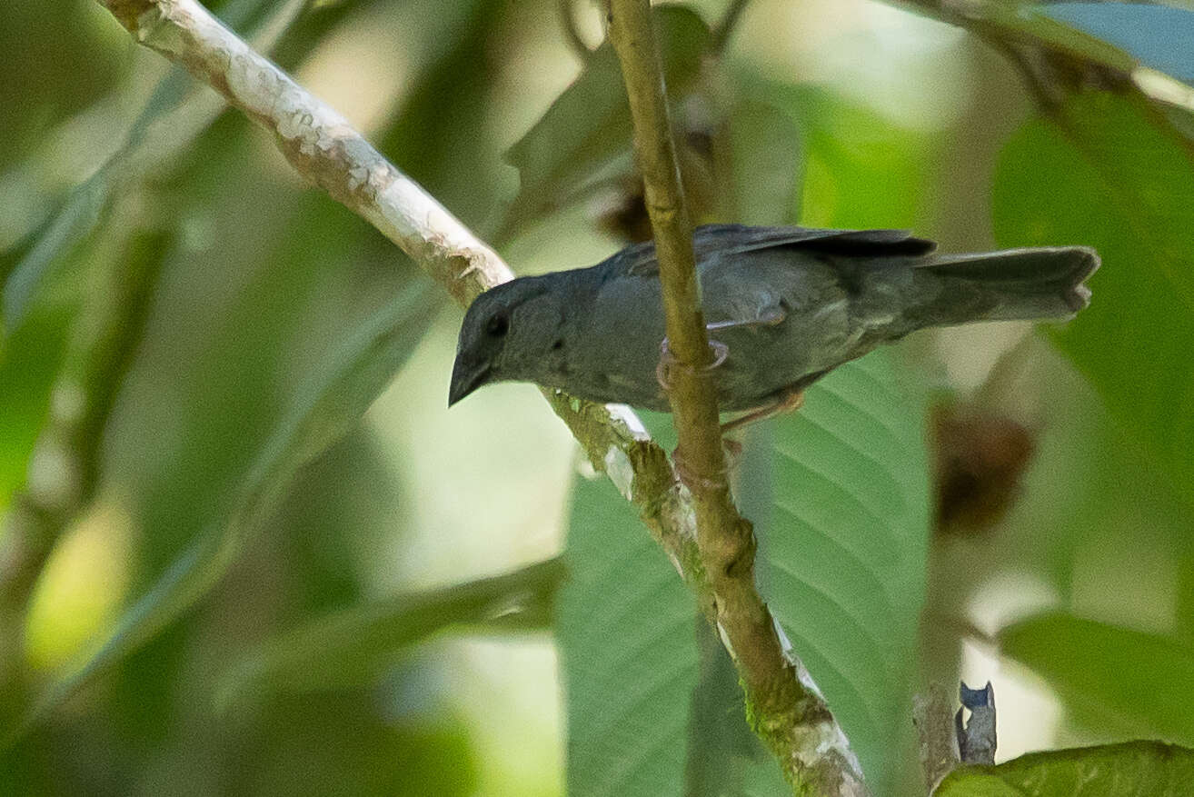 Plancia ëd Haplospiza unicolor Cabanis 1851