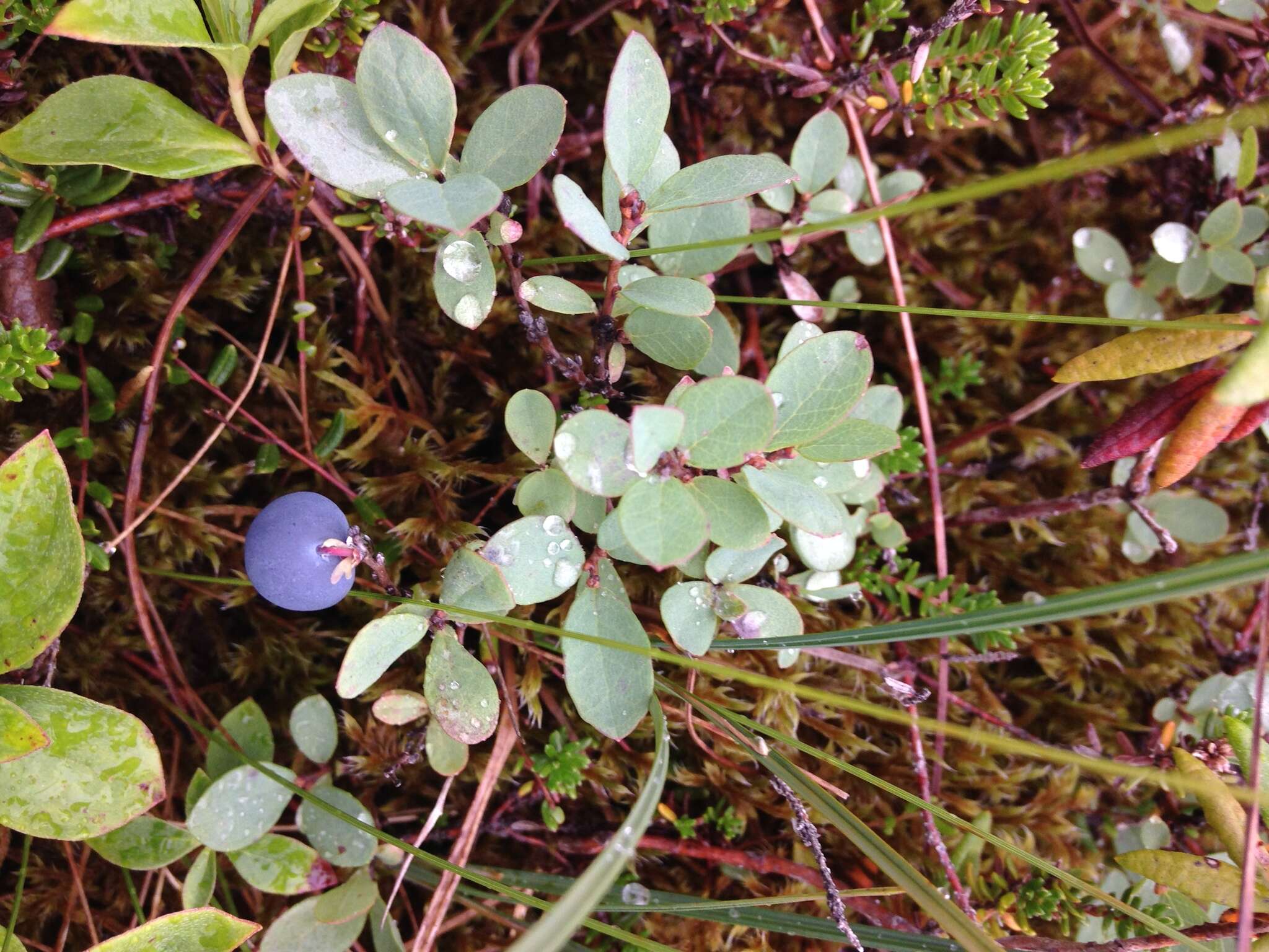 Image of alpine bilberry