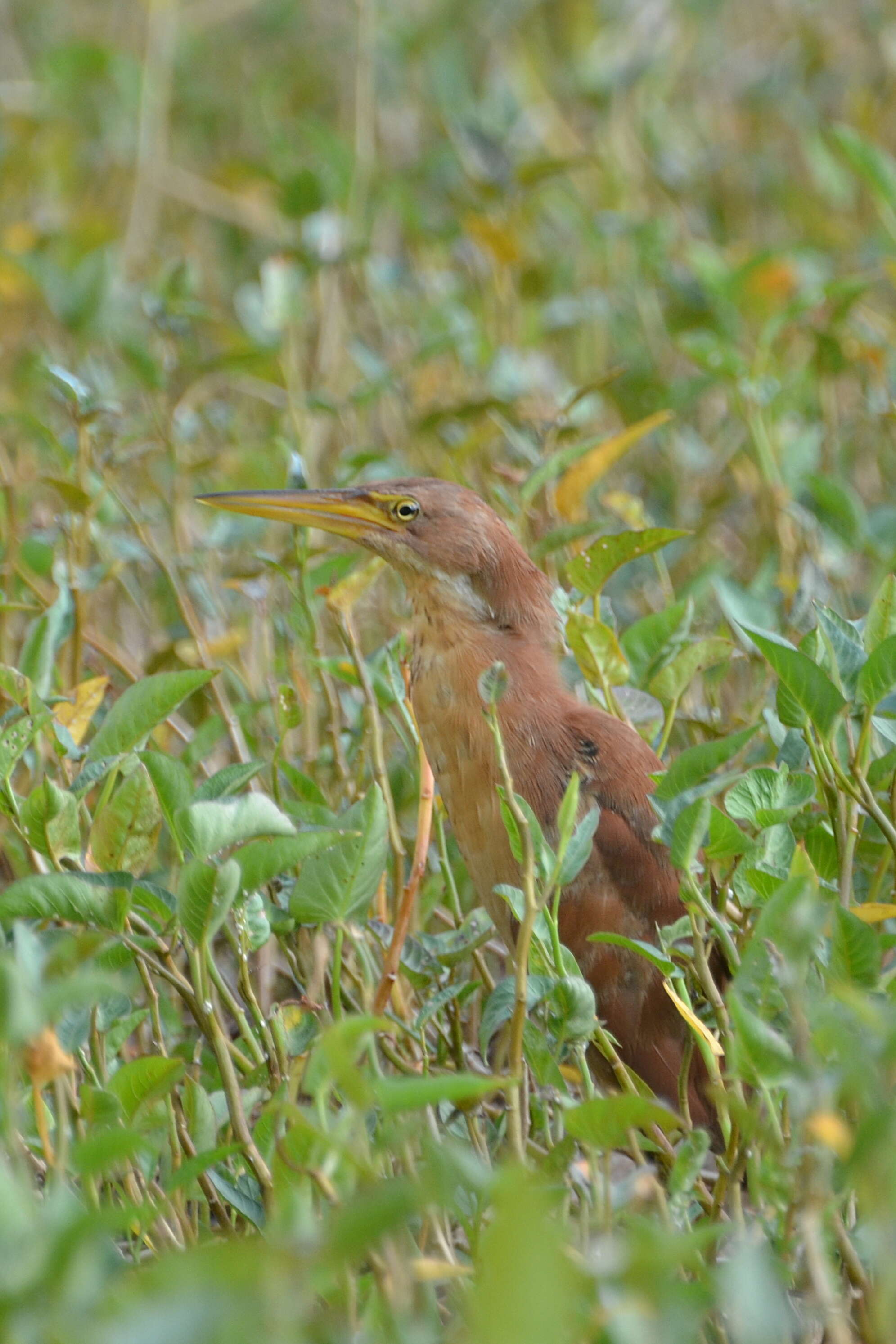 Image of Cinnamon Bittern