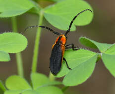 Image of Hemierana marginata (Fabricius 1798)