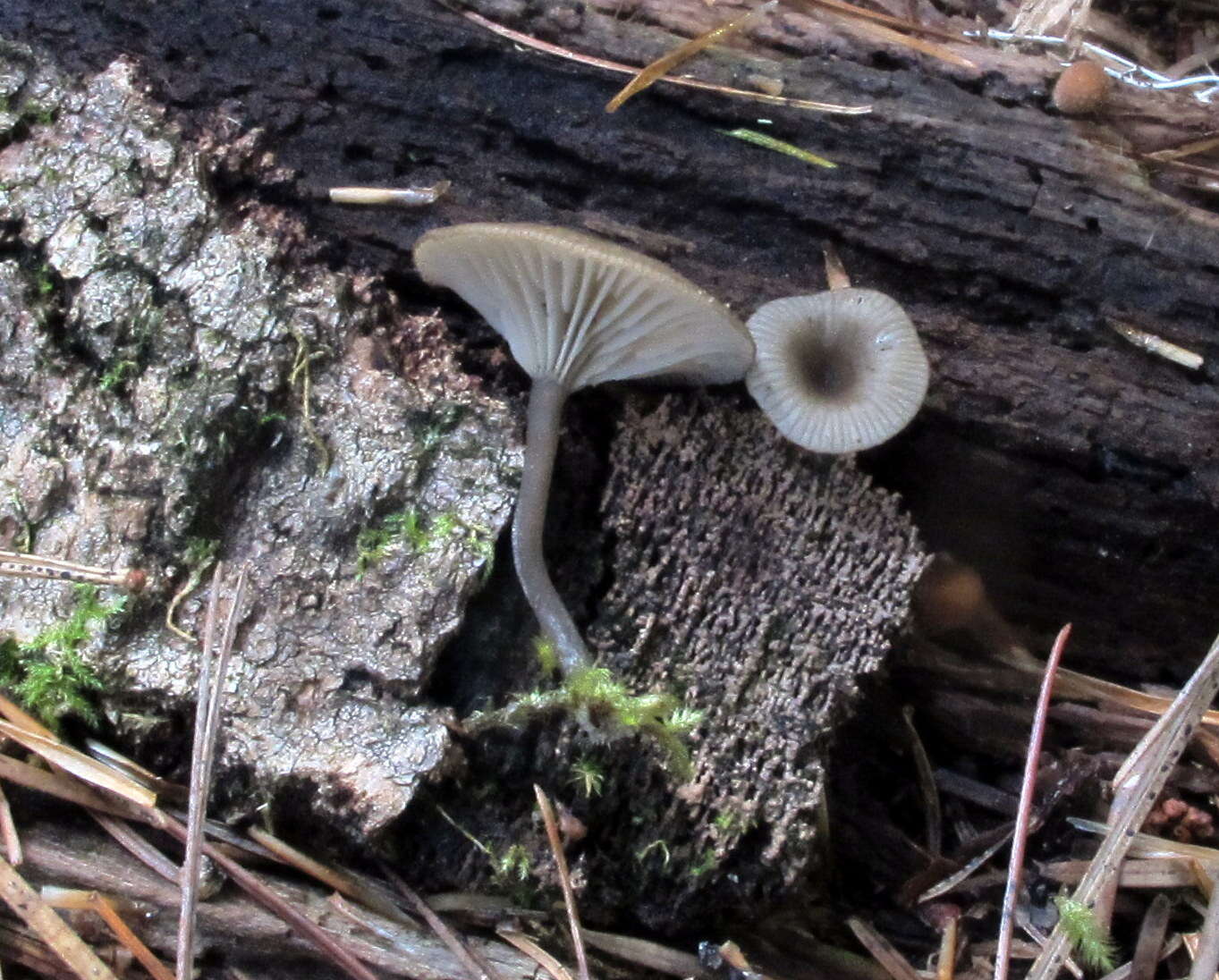 Image of Arrhenia epichysium (Pers.) Redhead, Lutzoni, Moncalvo & Vilgalys 2002