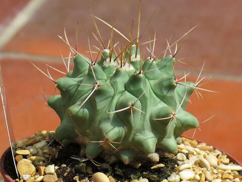 Image of Thelocactus rinconensis (Poselger) Britton & Rose