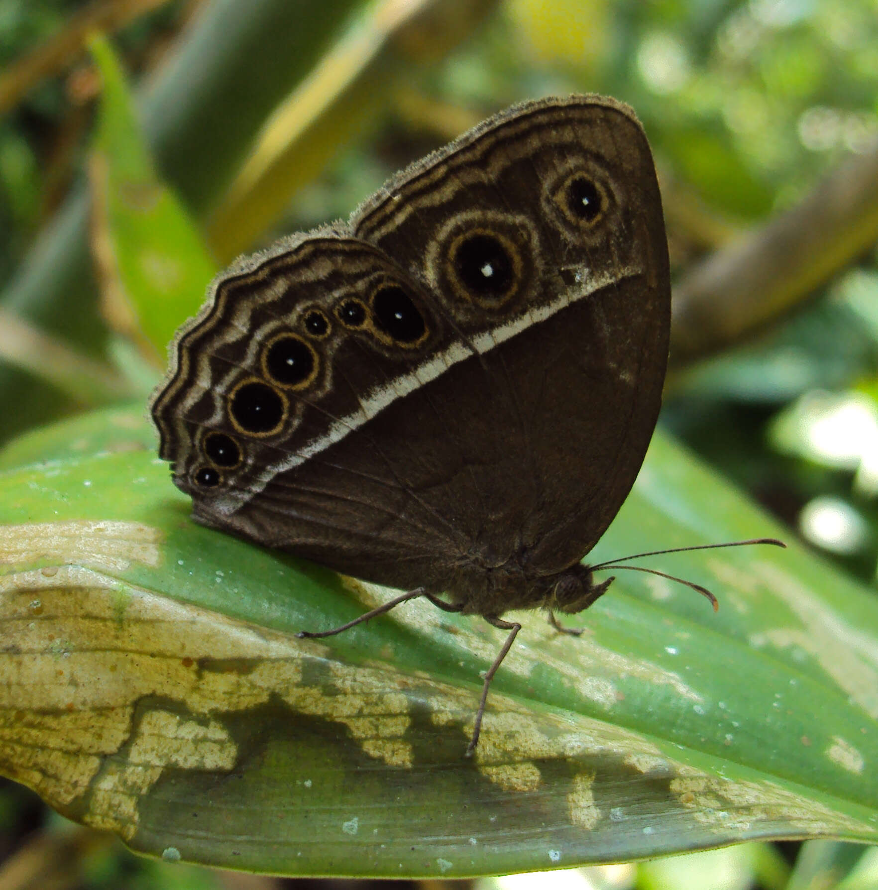 Imagem de Mycalesis mineus Linnaeus 1858