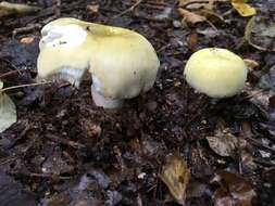 صورة Russula violeipes Quél. 1898