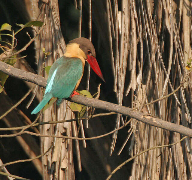 Image of Stork-billed Kingfisher