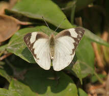 Image of Western Striped Albatross