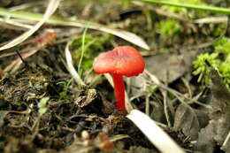 Слика од Hygrocybe coccineocrenata (P. D. Orton) M. M. Moser 1967