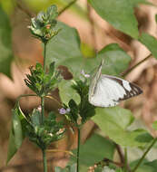 Image of Western Striped Albatross