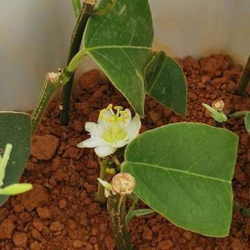 Passiflora siamica Crab的圖片