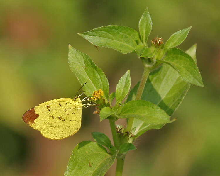 Image of Eurema blanda (Boisduval 1836)