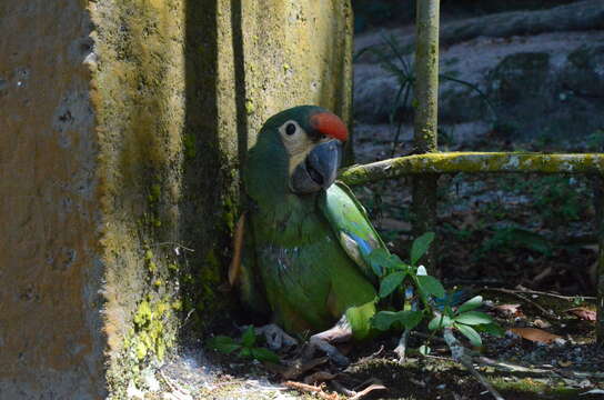 Image of Blue-winged Macaw