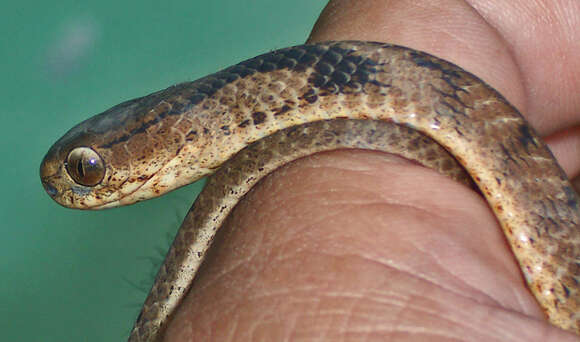 Image of Keeled Slug-eating Snake