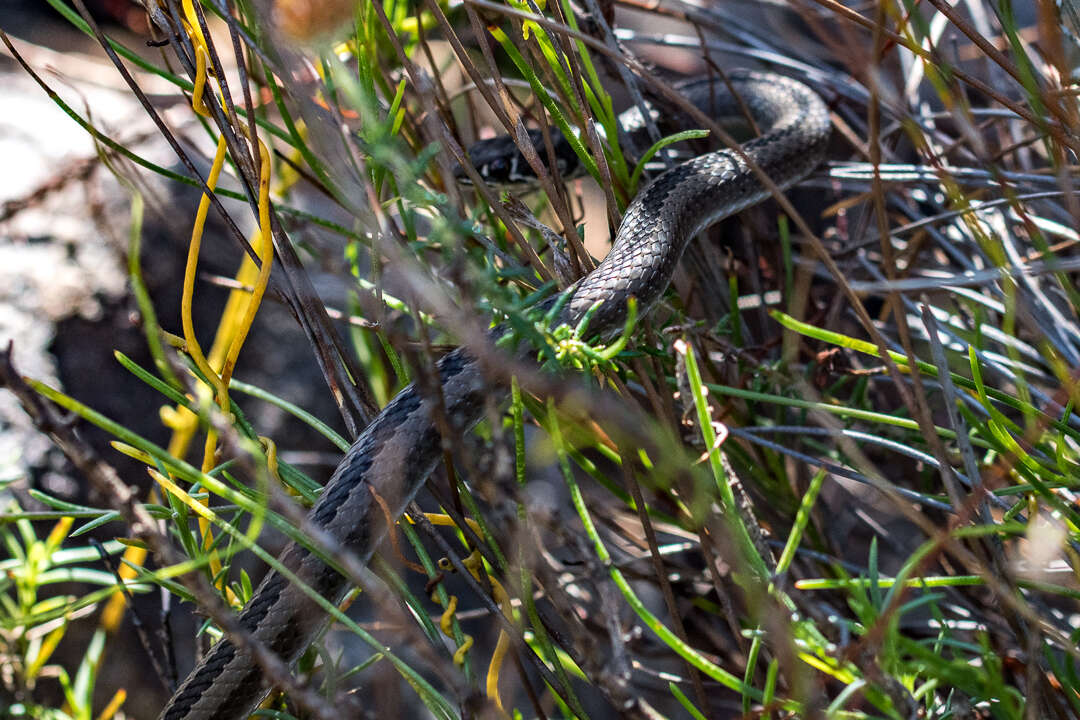 Image of Cross-marked Or Montane Grass Snake