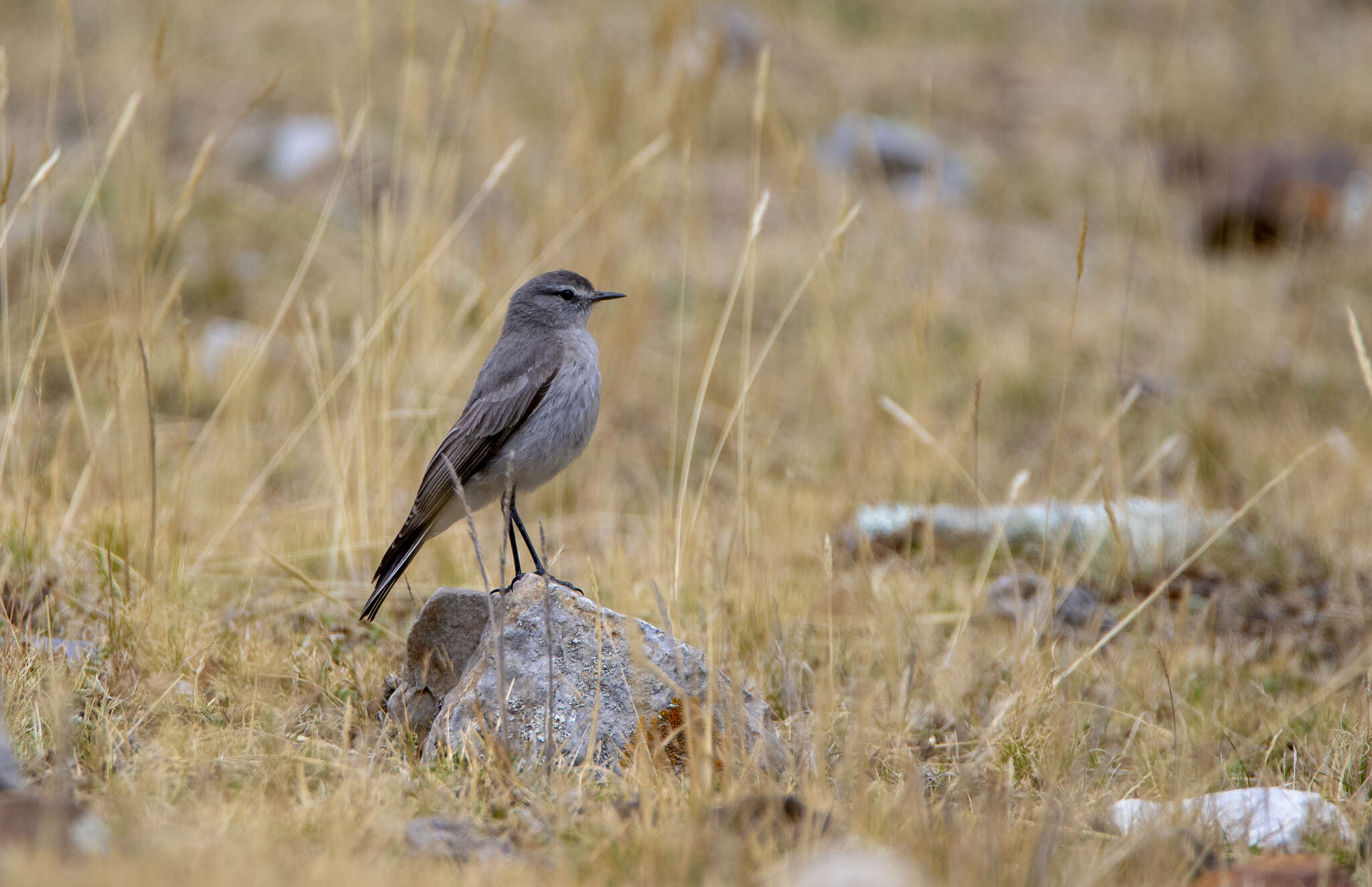 Image of Plain-capped Ground Tyrant