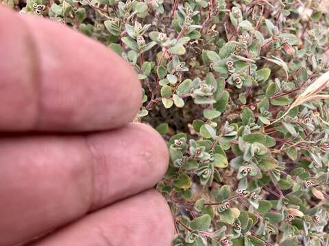 Imagem de Euphorbia melanadenia Torr. & A. Gray