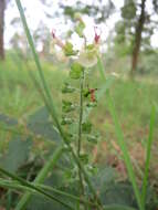 Слика од Teucrium scorodonia L.
