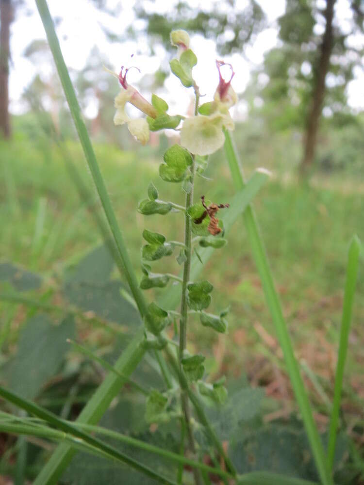 Слика од Teucrium scorodonia L.