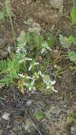 Teucrium laciniatum Torr.的圖片