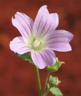 Image of Malva australiana M. F. Ray