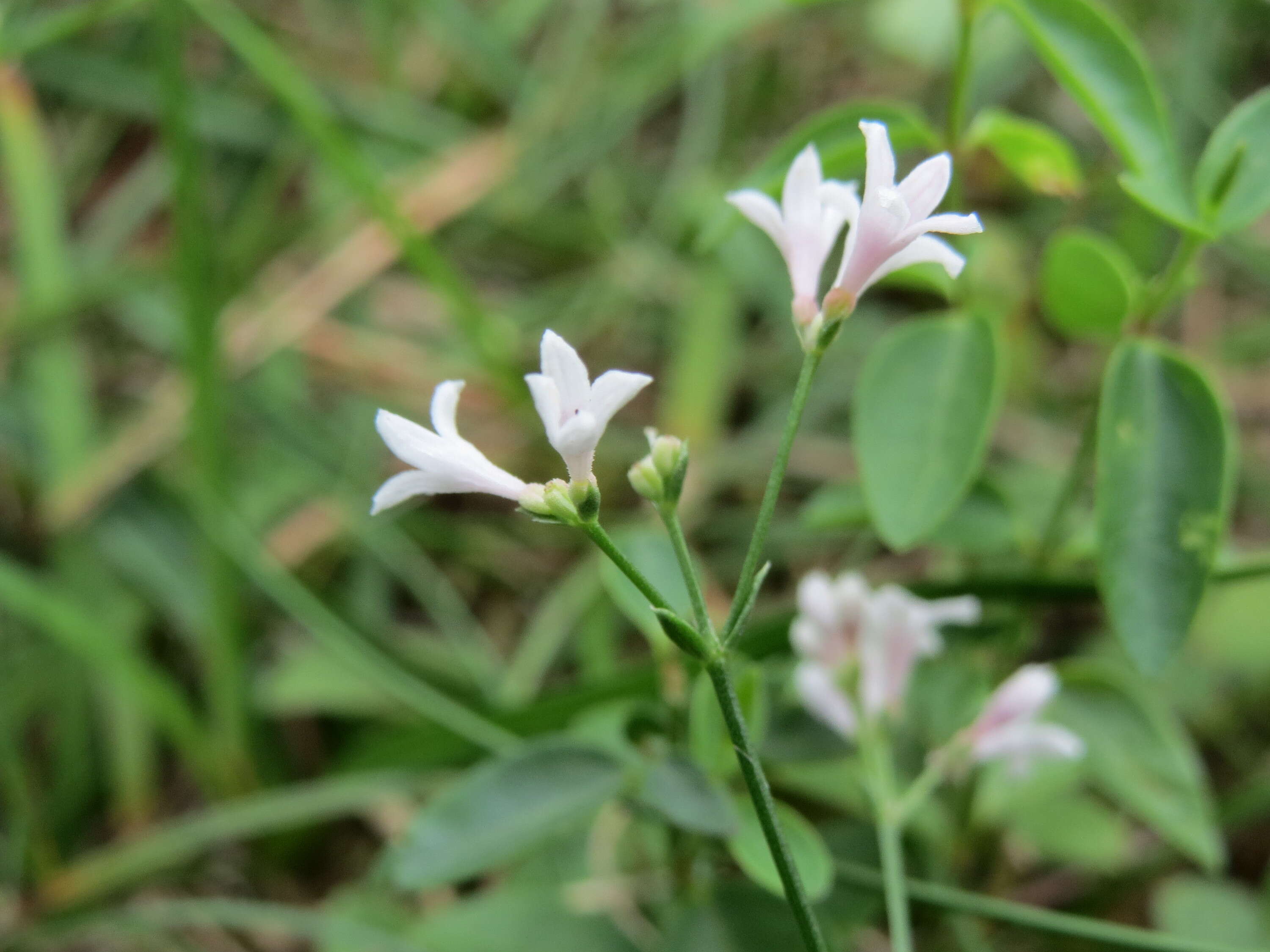 Image of squinancywort