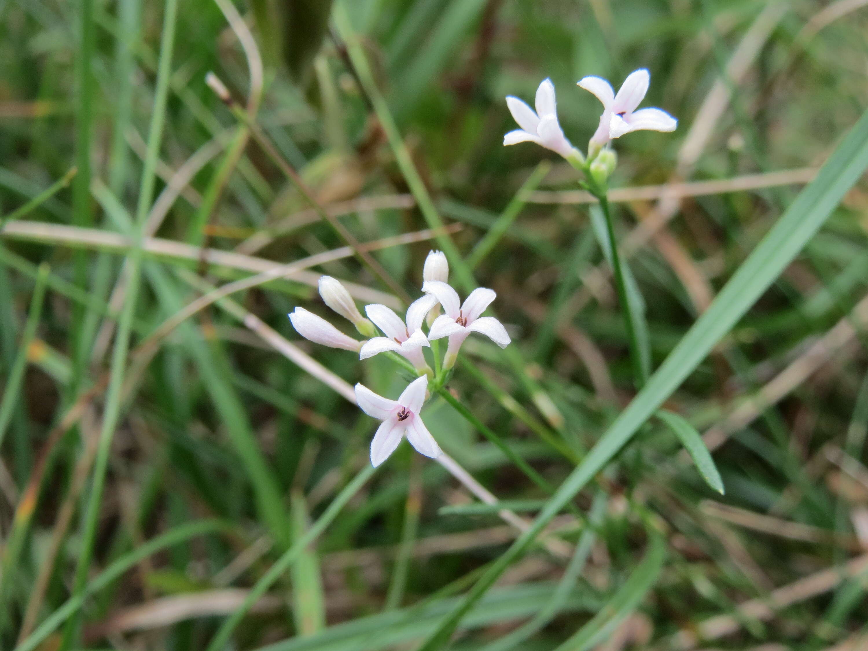 Image of squinancywort