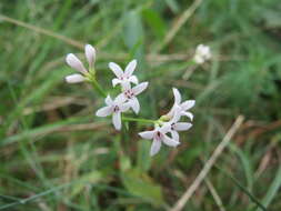 Image of squinancywort