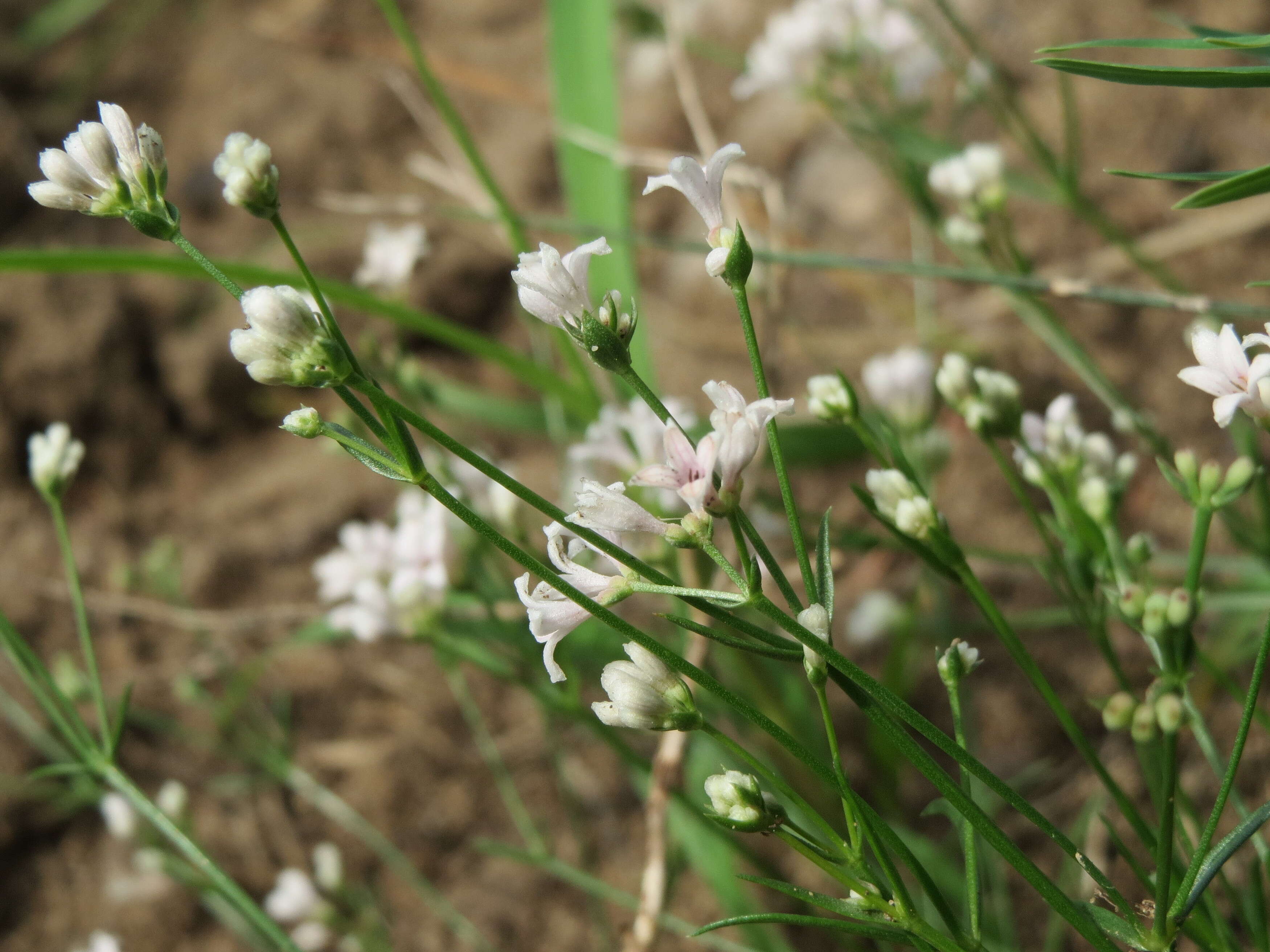 Image of squinancywort