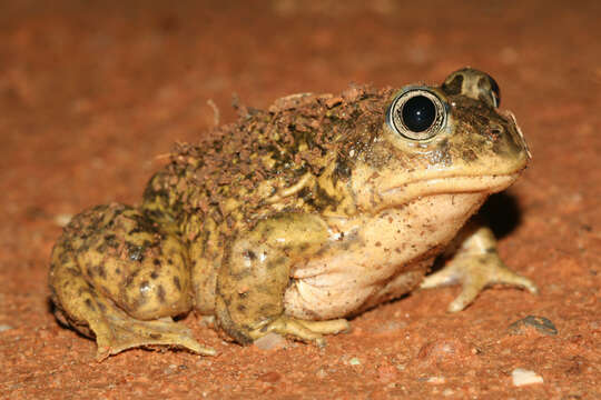 Image of Iberian Spadefoot Toad