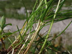 Image de Festuca rupicaprina (Hack.) A. Kern.