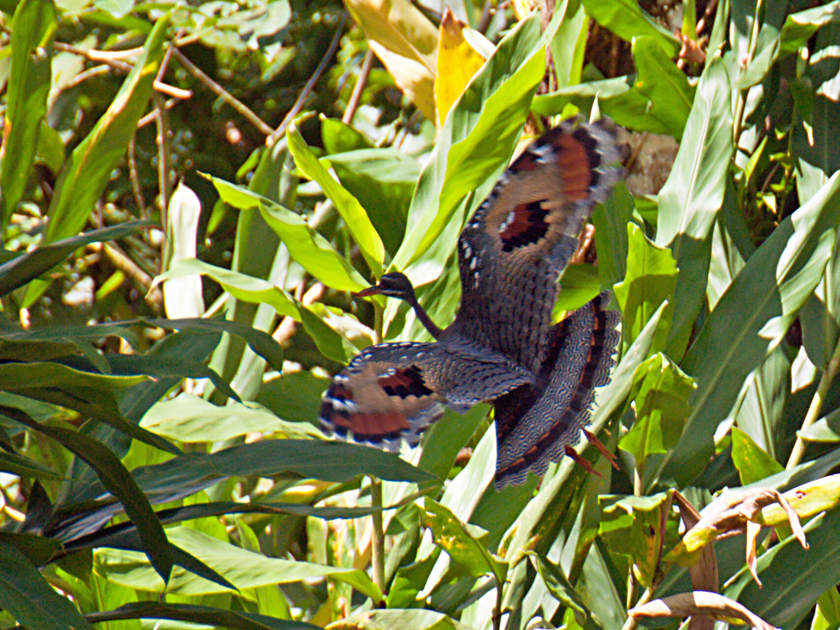 Image of Eurypygiformes