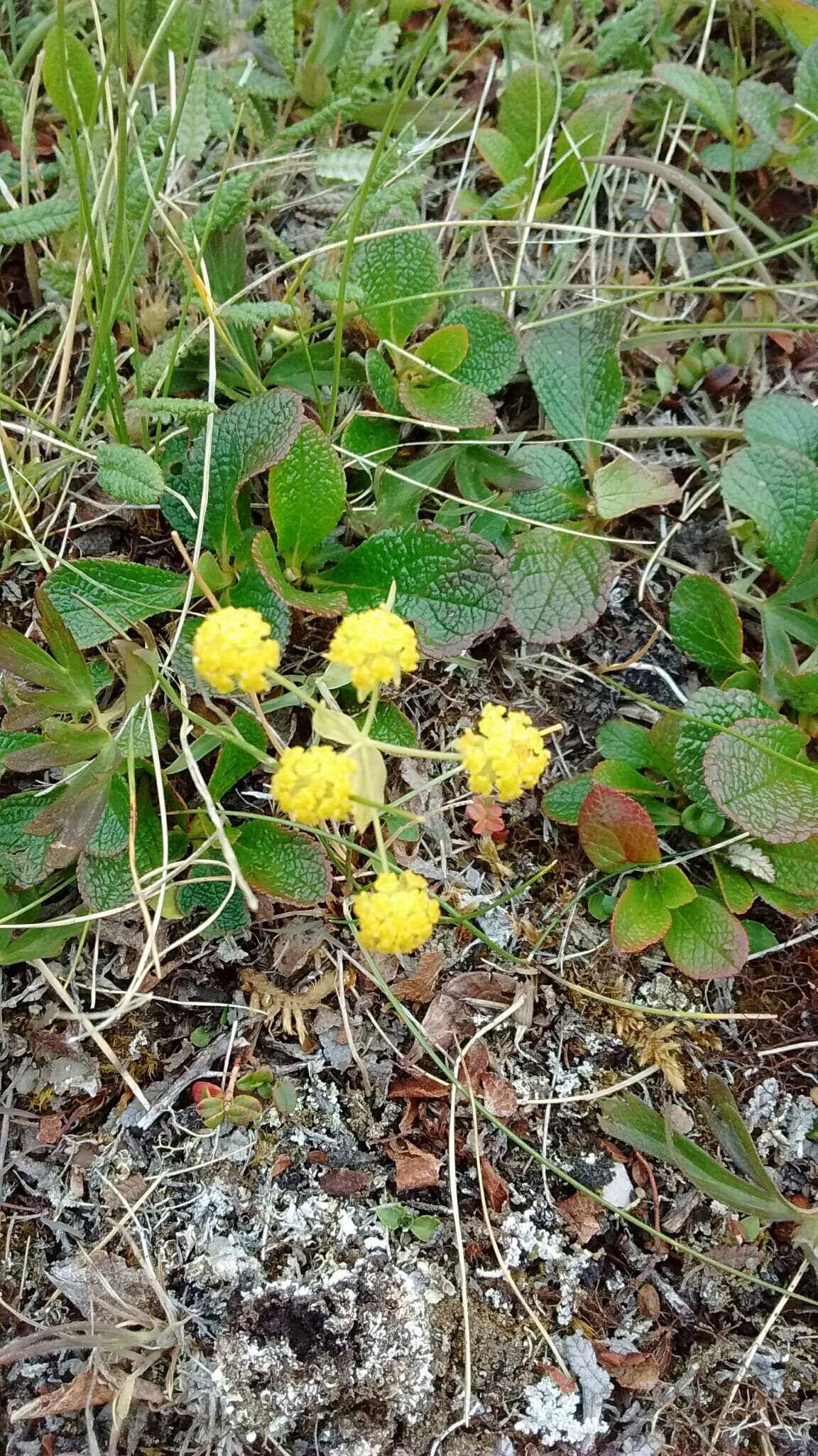 Bupleurum americanum Coult. & Rose resmi