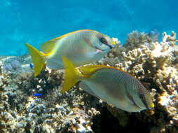 Image of Barred rabbitfish