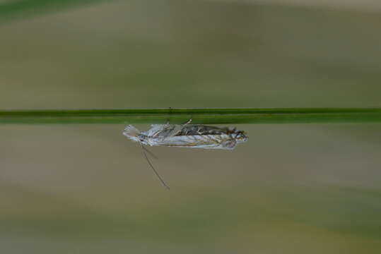 Image of Glyphipterix oxymachaera