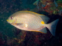 Image of Golden rabbitfish