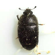 Image of Sap beetle